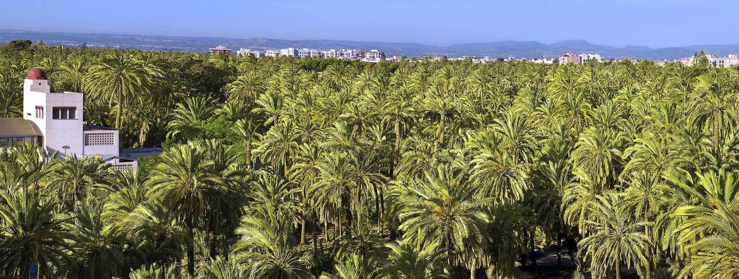 palmenstad-elche_orig